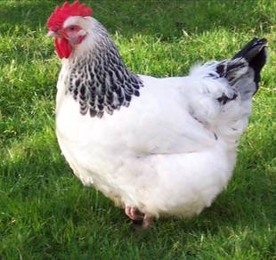 Ayam penelur light sussex