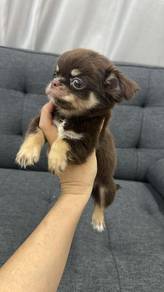 Chihuahua maleM1dob : Feb 2026