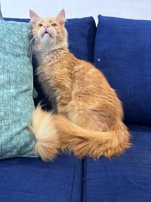 Maine coon Male