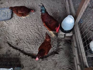 Ayam Rhode island red 