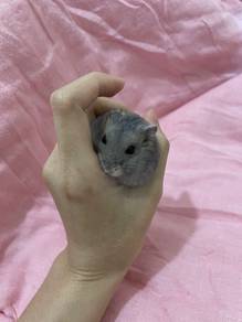Winter White Hamster