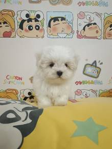 Tiny Maltese For Sale