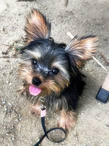 Stud Yorkshire terrier