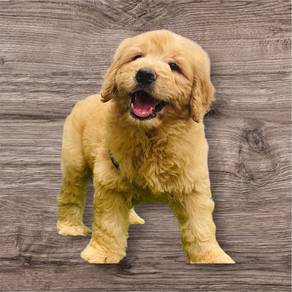 Goldendoodle puppies
