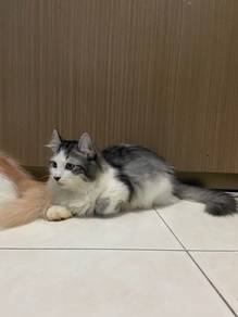 Munchkin cat