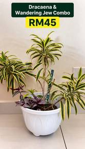 RELOCATION SALE – 2 large potted plants