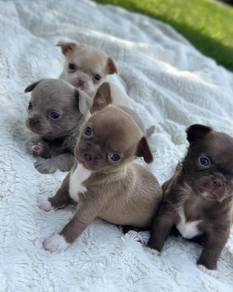 Chihuahua Puppy Available 