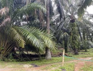 Agricultural Land in Klang, SGR