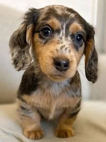 HHT-20611 Mini Dachshund Black Tan Dapple puppy
