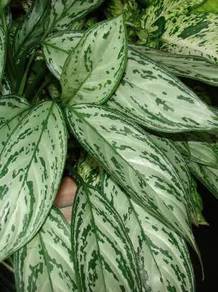 Aglaonema Nitidum 'Silver Queen'