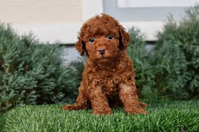 poodle 