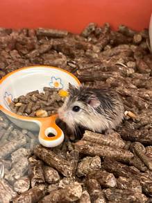 Roborovski Agouti for sale