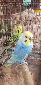Burung