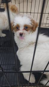 Shihpoo