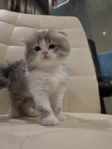 Ragdoll x Scottish Fold