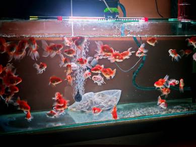 goldfish lion head jual/swap