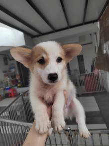 Corgi male female puppies