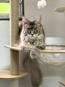 Mainecoon