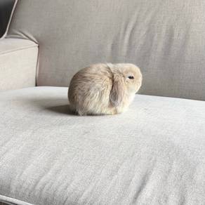 Holland lop bunny rabbit arnab