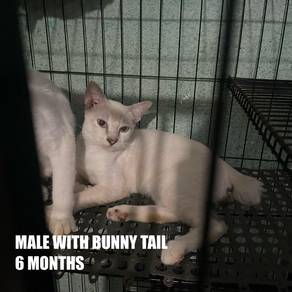 Cat Free Adoption / Kucing Percuma