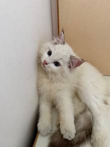 ragdoll