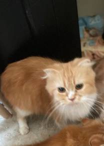 sepasang kucing utk rehome