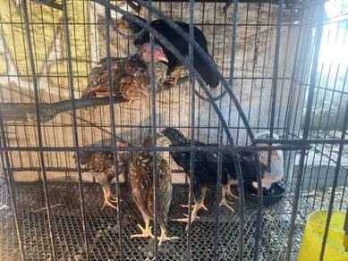 Ayam Kampung baka sabung