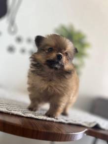 Mini Pomeranian 9