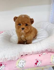 Mini poodle -Boy 
