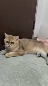 BSH Golden