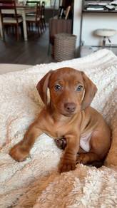 G9804 Squeaky Dachshund Cute Sausage Puppy Baby Do