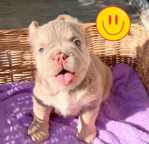 FRENCH BULLDOG PUPPIES VIP159 🌻super fluffy Boy