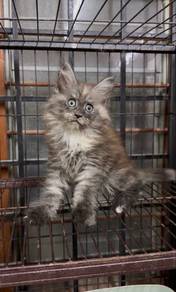 purebreed mainecoon cat kitten