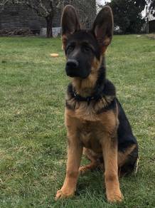 HKK3036 7 months old German Shepherd #MKA