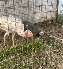 Ayam Belanda & Ayam Mutiara Untuk Di Jual