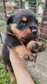 Rottweiler puppies for sales