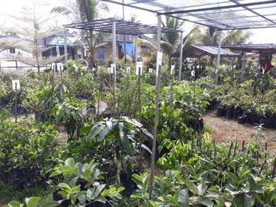 Benih Kundang madu