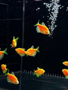 Orange Glofish Tetra / Black Coral Yellow Tetra