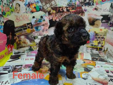 Toy poodle