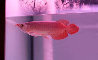 arowana blood red 6 inch -wholesale