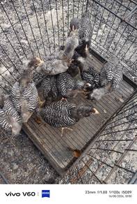 Ayam Penelur dan Pedaging