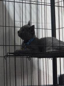 Bsh Blue Kitten | 4 Months | BINTULU 