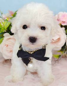 Bichon