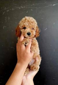 Poodle puppy 