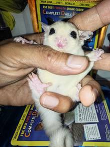 sugar glider 