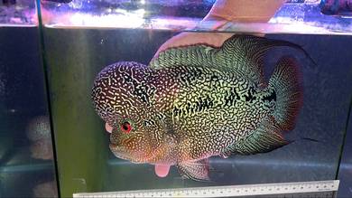 Flowerhorn Cencu Male with Huge Kok (Big Fish)