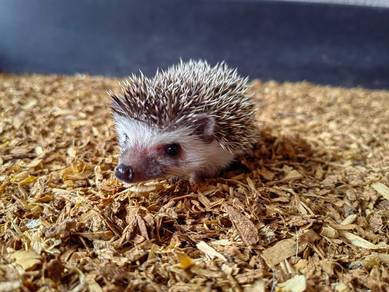 Hedgehog