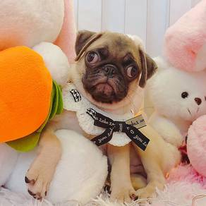 Pug