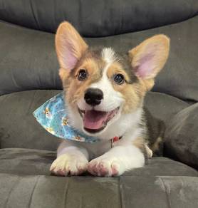CORGI PUPPIES C165 🌻 Cheeky Puppy Boy