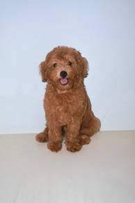 z17 Cute Poodle Dog